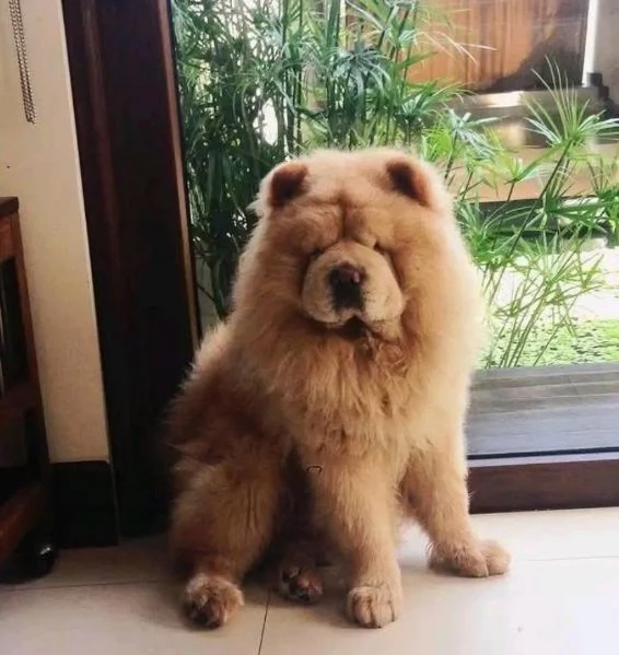 Chow chow  | Foto 0