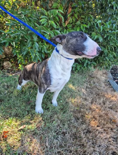 Regalo bull Terrier | Foto 0