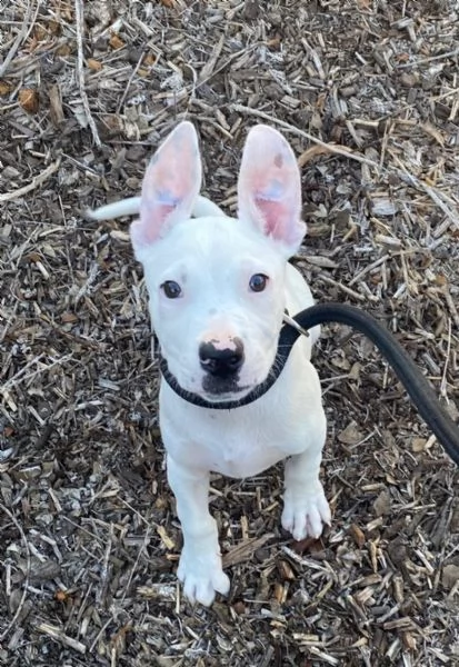 Regalo bull Terrier