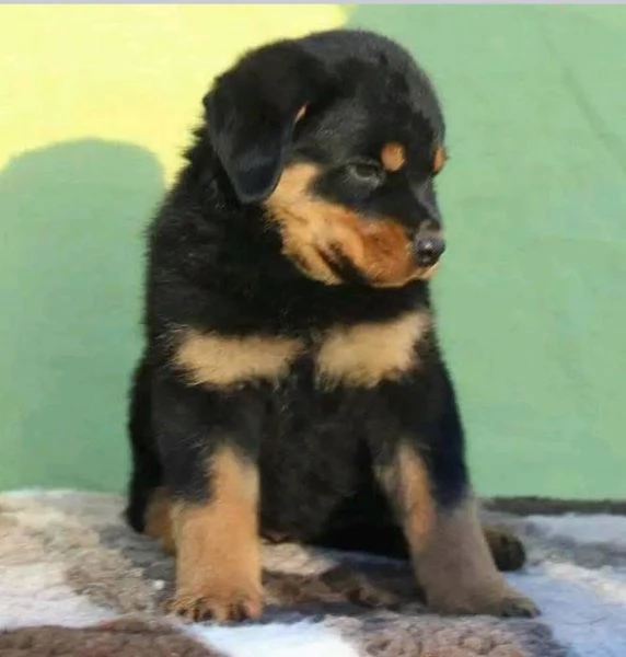 Rottweilers 