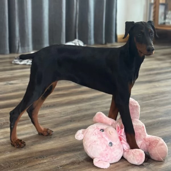 REGALO DOBERMANN  | Foto 0