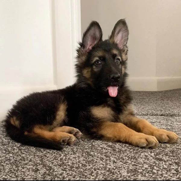 REGALO PASTOR TEDESCO