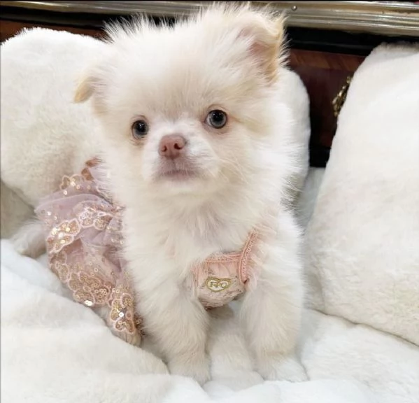 Chihuahuas maschio e femmina disponibili | Foto 4