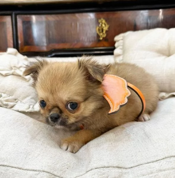 Chihuahuas maschio e femmina disponibili | Foto 1