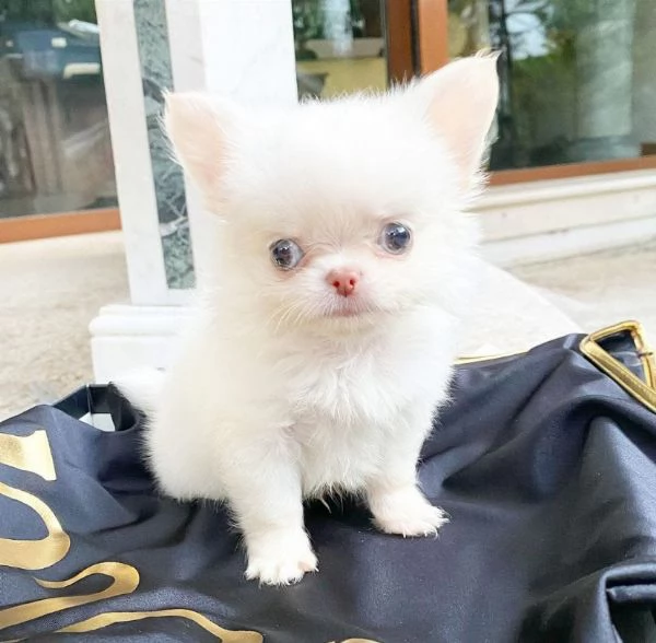 Chihuahuas maschio e femmina disponibili | Foto 0