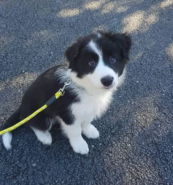 Bellissima maschio e  femminuccia di Border Collie disponibile