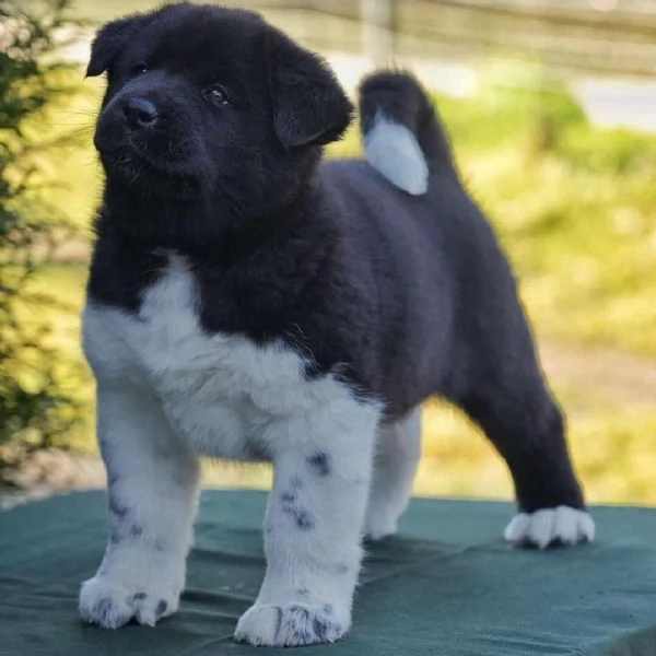 Regalo Cucciolo di Akita Americano 