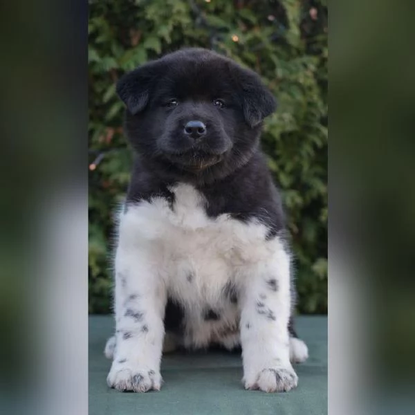 Regalo Cucciolo di Akita Americano  | Foto 1