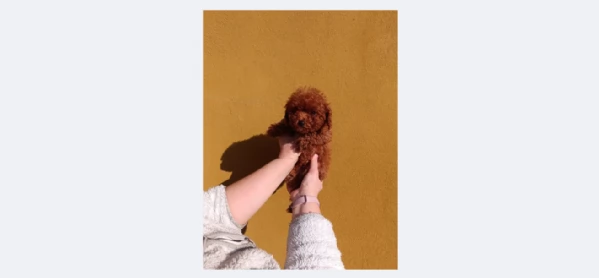 Cuccioli Barboncino Toy Fulvo Maschio e Femmina disponibili | Foto 0