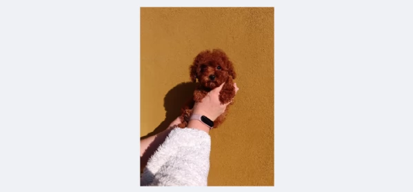 Cuccioli Barboncino Toy Fulvo Maschio e Femmina disponibili