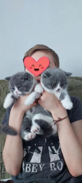 Disponibili cuccioli di British Shorthair