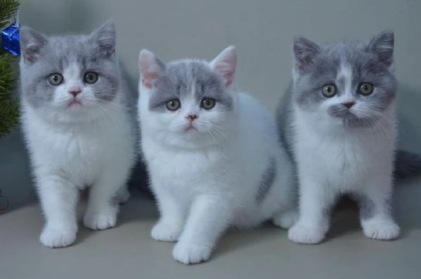 6 meravigliosi cuccioli di British Shorthair