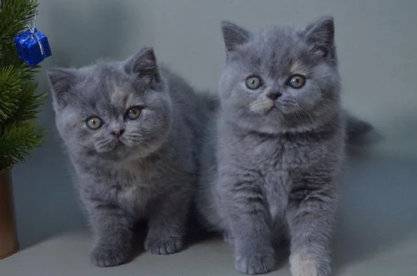 Cuccioli genitori British Shorthair con pedigree
