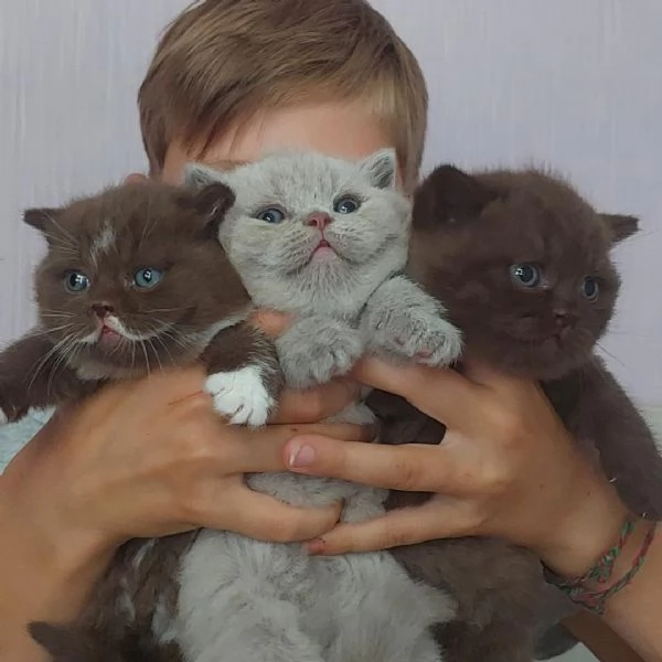 British Shorthair meravigliosi