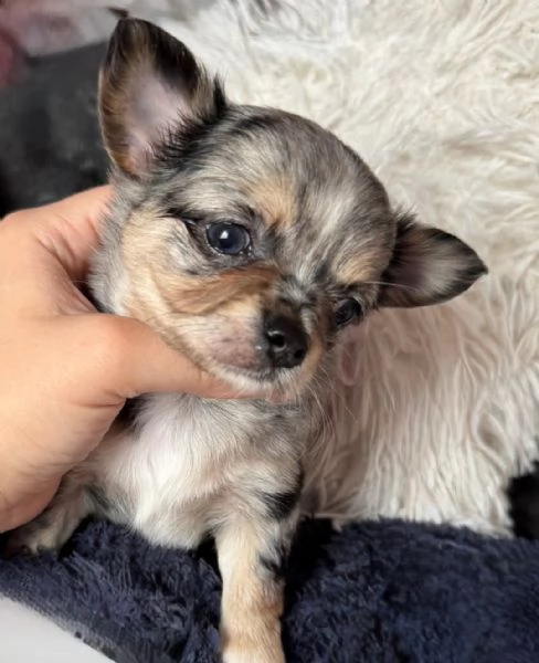 Bellissimi cuccioli di Chihuahua | Foto 3