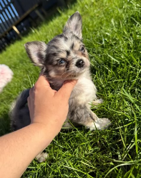 Bellissimi cuccioli di Chihuahua