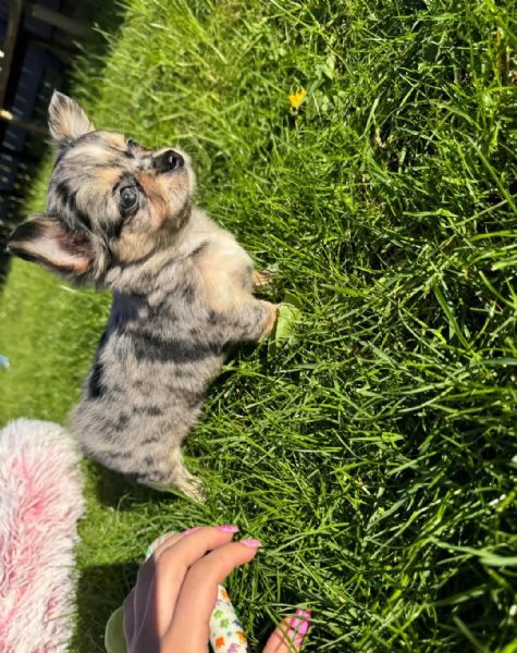 Bellissimi cuccioli di Chihuahua | Foto 2