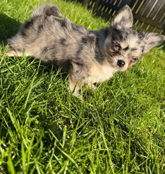 Bellissimi cuccioli di Chihuahua | Foto 0