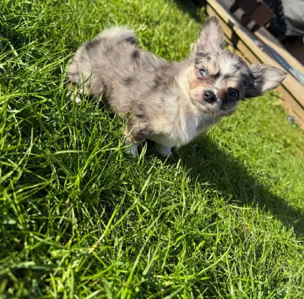 Adorabile Chihuahua disponibile | Foto 1