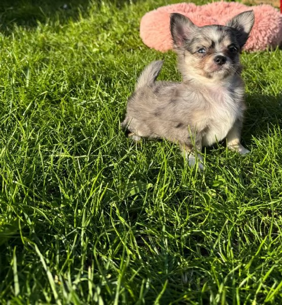 Adorabile Chihuahua disponibile | Foto 0