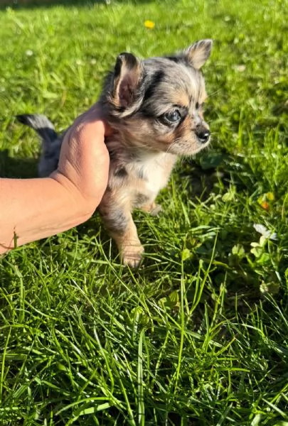 Adorabile Chihuahua disponibile