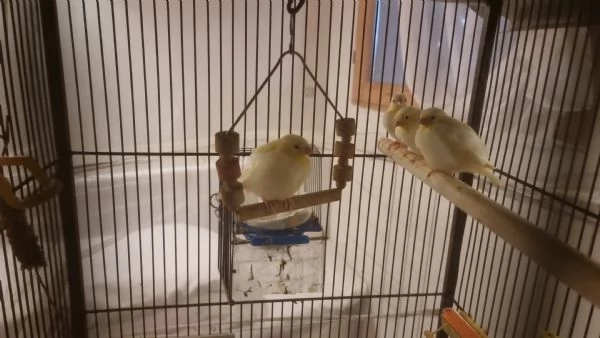 Canarini giallo avorio svezzati - sani e vivaci