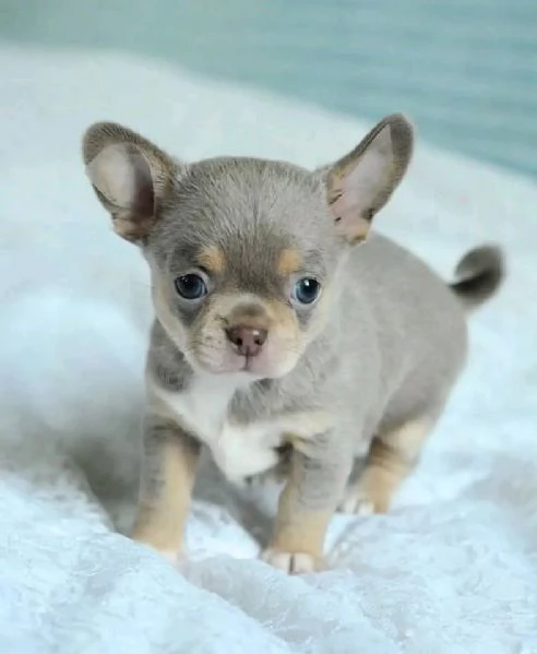 Cerchi un chihuahua maschio e femmina cuccioli di toy o mini toy? 