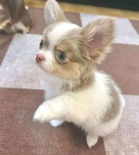 Cerchi un chihuahua maschio e femmina cuccioli di toy o mini toy?  | Foto 4