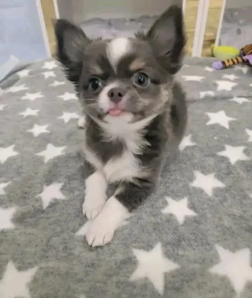 Cerchi un chihuahua maschio e femmina cuccioli di toy o mini toy?  | Foto 3