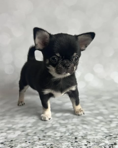 Cerchi un chihuahua maschio e femmina cuccioli di toy o mini toy?  | Foto 2