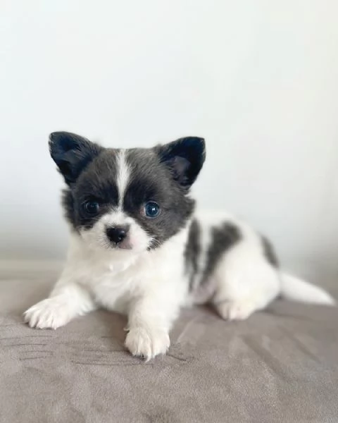 Cerchi un chihuahua maschio e femmina cuccioli di toy o mini toy?  | Foto 1
