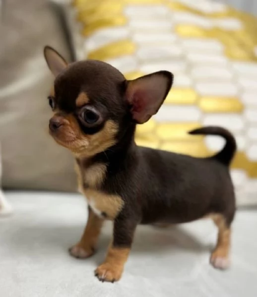 Cerchi un chihuahua maschio e femmina cuccioli di toy o mini toy?  | Foto 0