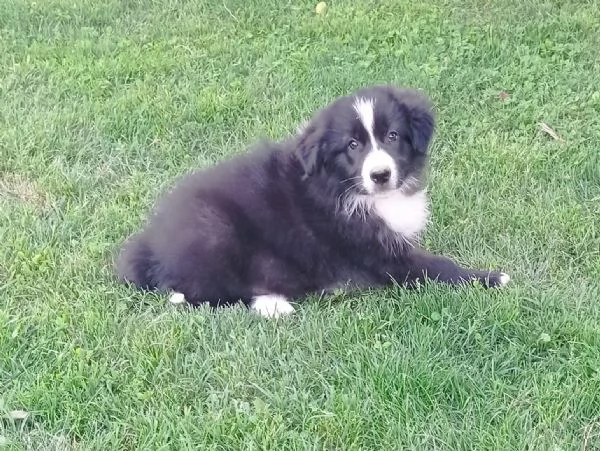 Cucciolo border collie con pedigree 