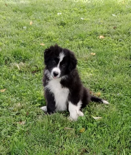 Cucciolo border collie con pedigree  | Foto 1
