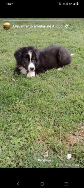 Cucciolo border collie con pedigree  | Foto 0