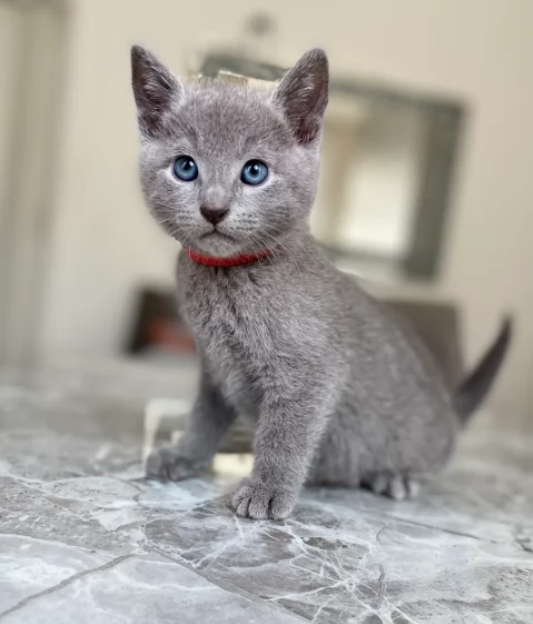 Blu di Russia pronti subito