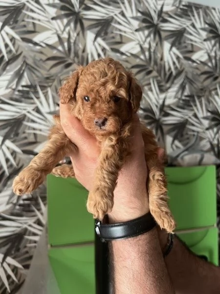 BARBONCINO RED | Foto 2