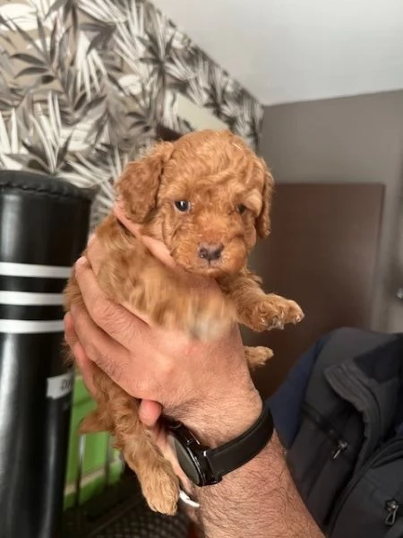 BARBONCINO RED | Foto 1