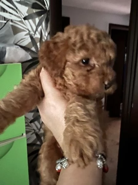 BARBONCINO RED | Foto 0