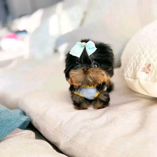 Ciao a tutti. Ho cuccioli di Yorkshire maschi e femmine disponibili per la vendita.