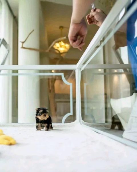 Ciao a tutti. Ho cuccioli di Yorkshire maschi e femmine disponibili per la vendita.