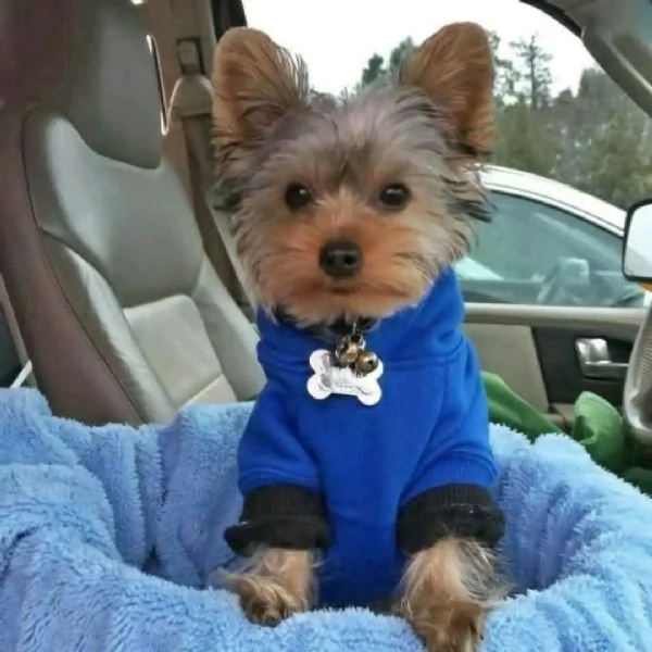 Ciao a tutti. Ho cuccioli di Yorkshire maschi e femmine disponibili per la vendita. | Foto 1