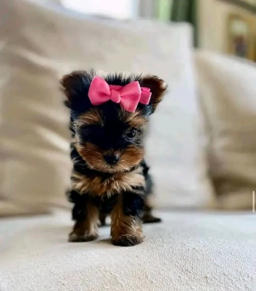 Ciao a tutti. Ho cuccioli di Yorkshire maschi e femmine disponibili per la vendita. | Foto 2