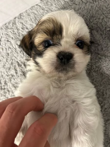 Dolcissimi cuccioli di Shitzu/shihtzu/shih tzu/shi tzu | Foto 6