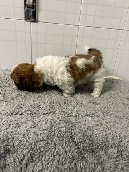 Dolcissimi cuccioli di Shitzu/shihtzu/shih tzu/shi tzu | Foto 5