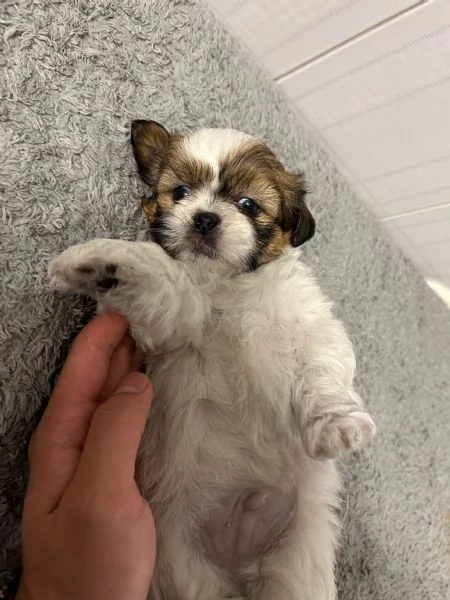 Dolcissimi cuccioli di Shitzu/shihtzu/shih tzu/shi tzu
