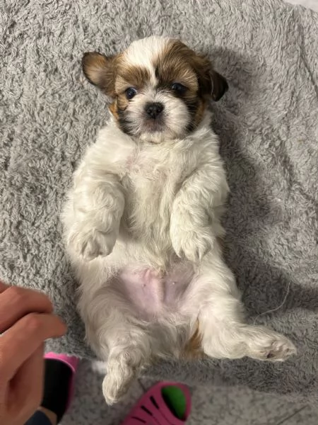 Dolcissimi cuccioli di Shitzu/shihtzu/shih tzu/shi tzu | Foto 4