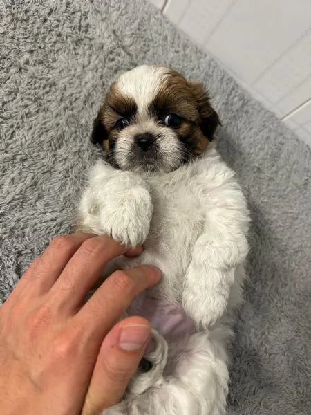 Dolcissimi cuccioli di Shitzu/shihtzu/shih tzu/shi tzu | Foto 3