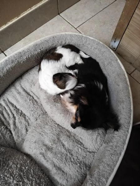 Dolcissimi cuccioli di Shitzu/shihtzu/shih tzu/shi tzu | Foto 2