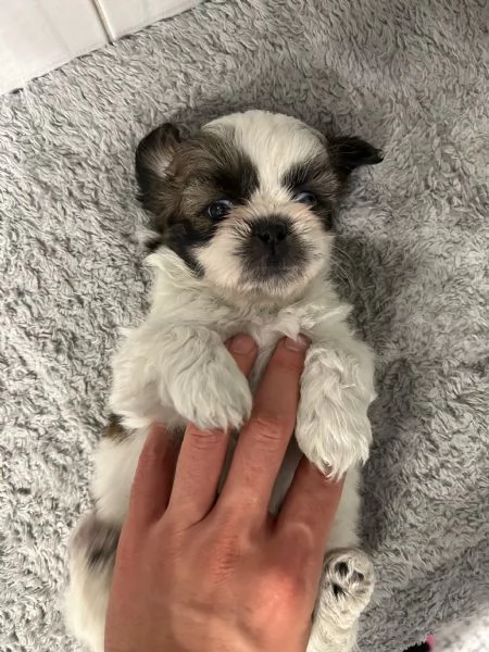 Dolcissimi cuccioli di Shitzu/shihtzu/shih tzu/shi tzu | Foto 0